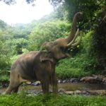 ปางช้างฟอลโลวอิ้งไจแอนท์