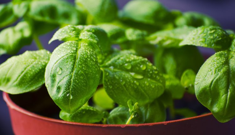 ผักต้านมะเร็ง 5 ชนิ