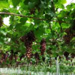 สวนองุ่นทิพย์บัญฑิต