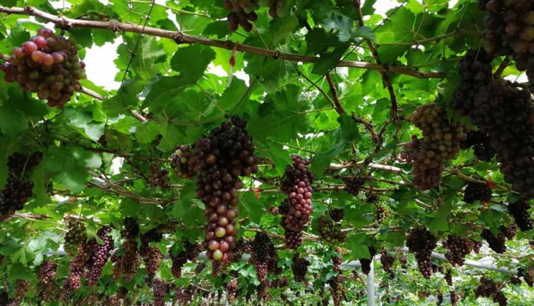 สวนองุ่นทิพย์บัญฑิต