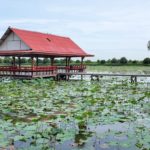 นาบัวลุงแจ่ม