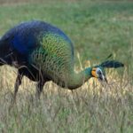 อุทยานแห่งชาติดอยภูนาง