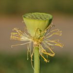 ชาวราศีกันย์