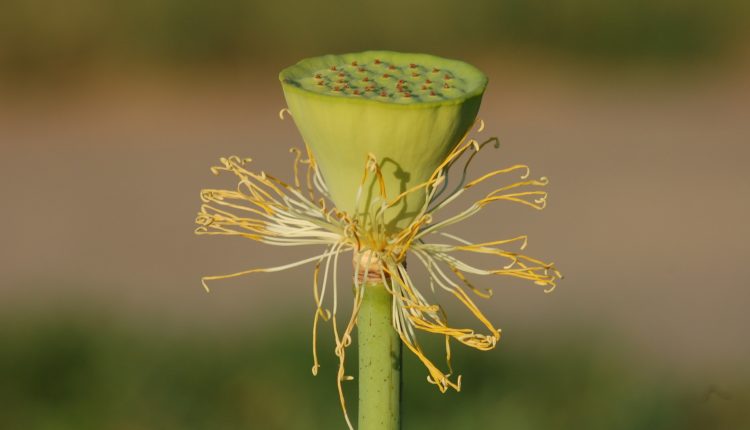 ชาวราศีกันย์