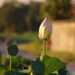 ไหว้พระชาวราศีตุลย์