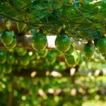 โคกหนองนาโมเดล