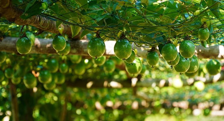 โคกหนองนาโมเดล