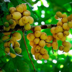 ชวนเที่ยวชิมช้อป