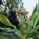 ต้นวาสนา