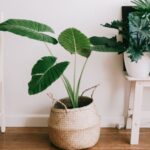 "มอนสเตอร่า