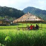 นาข้าวขั้นบันได