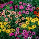 ความสุข..จากยอดดอย