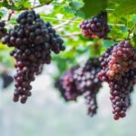 ไร่องุ่น 2 เล