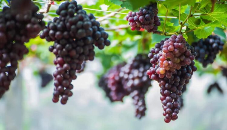 ไร่องุ่น 2 เล