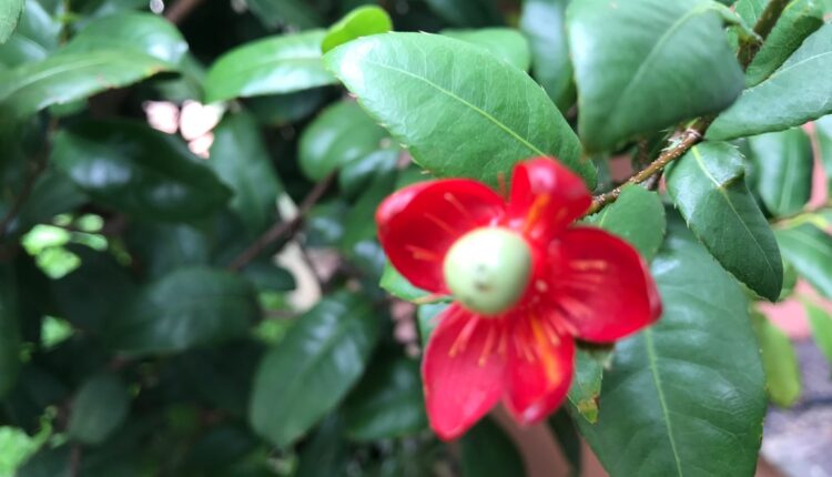 ดอกไม้
