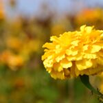 ดาวเรือง