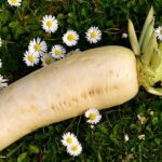 หัวไช้เท้า สรรพคุณช่วยเผาผลาญในร่างกายต้านอนุมูลอิสระ