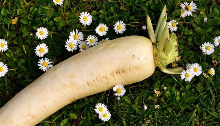 หัวไช้เท้า สรรพคุณช่วยเผาผลาญในร่างกายต้านอนุมูลอิสระ