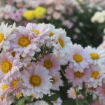 ทุ่งดอกเบญมาศ