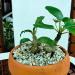 มะพร้าวทะเลทราย