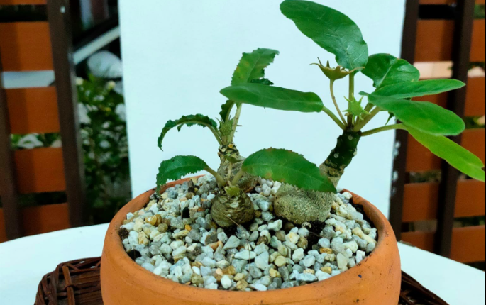 มะพร้าวทะเลทราย