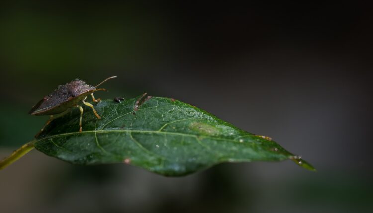 แมลงปีกแข็ง