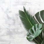 ไม้มงคล