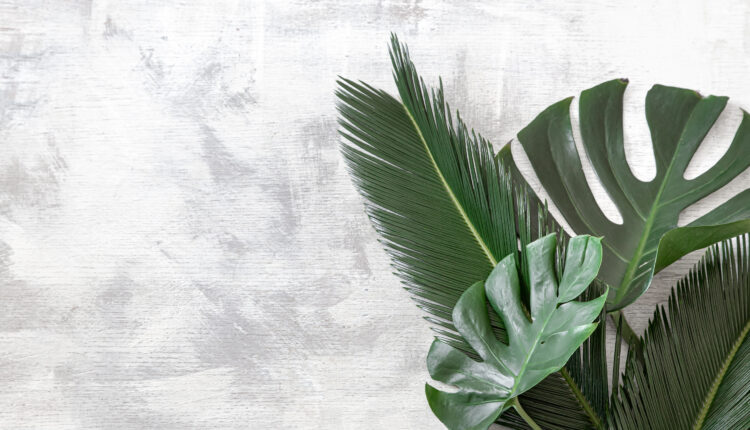 ไม้มงคล